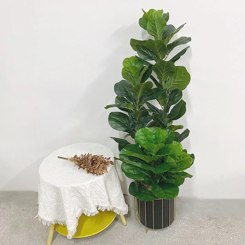 35-150cm Tropical Tree Large F - огляд і ціна Ficus Lyrata Tree