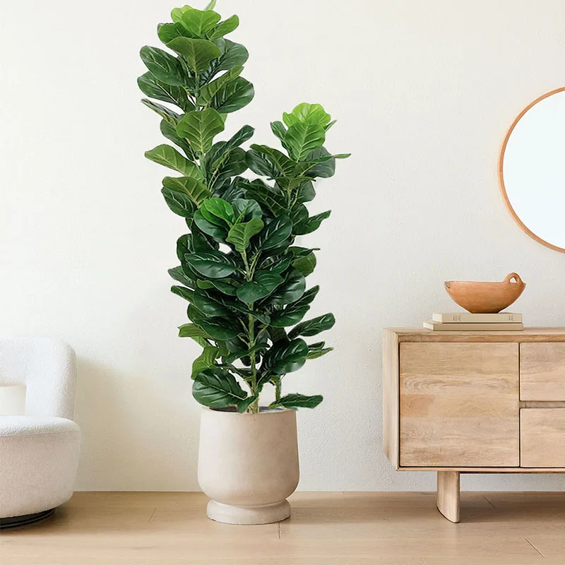 35-150cm Tropical Tree Large F - огляд і ціна Ficus Lyrata Tree