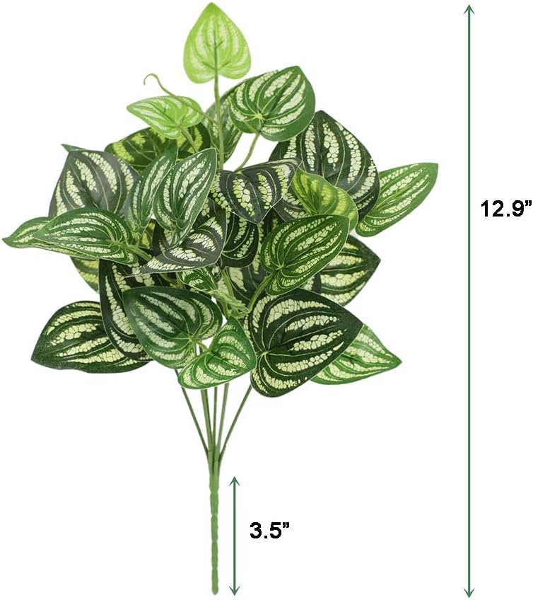 5Pcs Watermelon Peperomia Arti - огляд і ціна Peperomia Watermelon